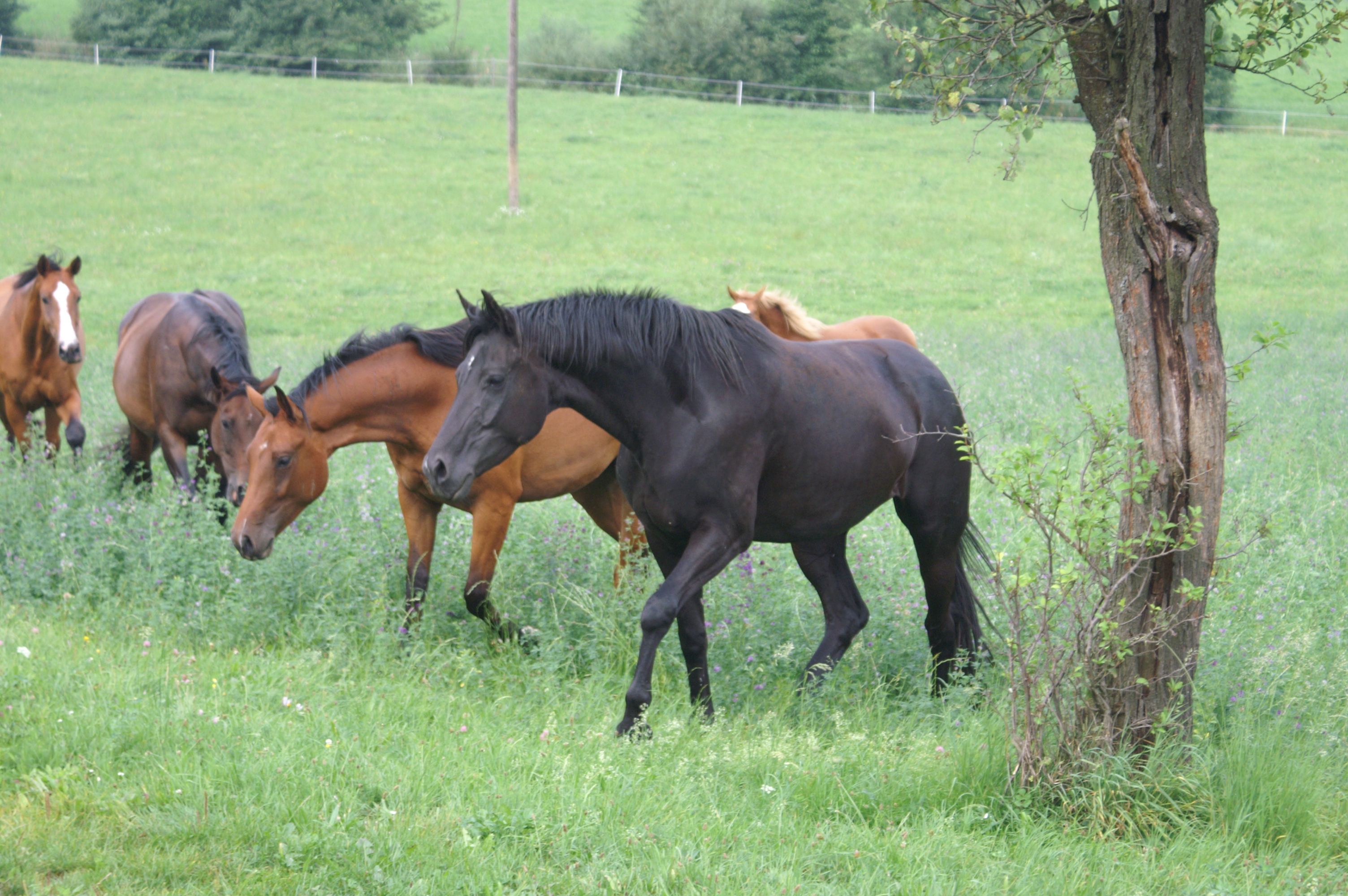 Gestüt Geyer